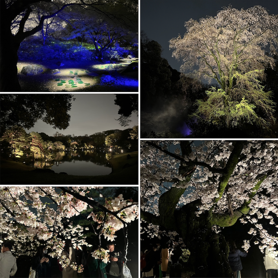 春夜の六義園行ってきた!!