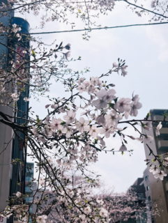 桜咲いてる🌸